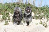 PETIT CHIEN LION 020